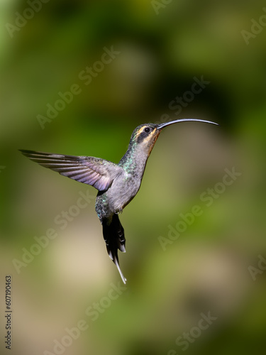 Green Hermit in flight on green background