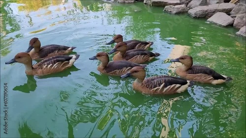 Beautiful ducks swimming a green pond