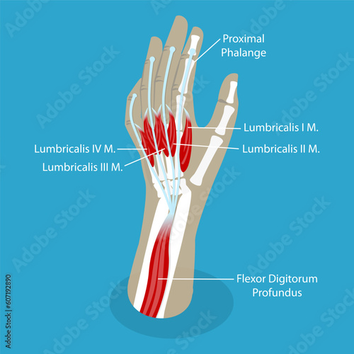 3D Isometric Flat Vector Conceptual Illustration of Lumbricals Muscles, Anatomy of Muscular System