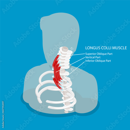 3D Isometric Flat Vector Conceptual Illustration of Longus Colli Muscle, Neck Anatomy