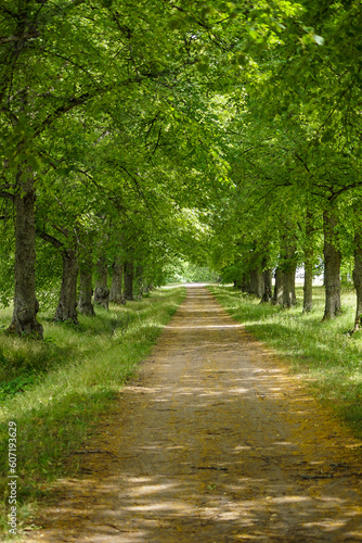 alley in the park