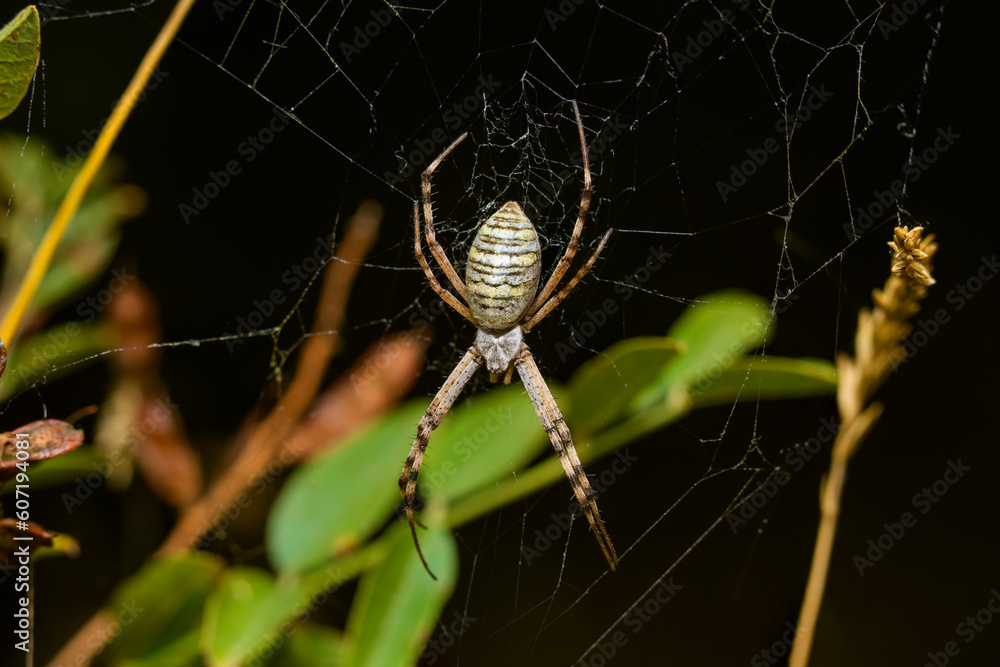 Adult female of Wasp Spider (Argiope bruennichi) sits in a web Adult female of Wasp Spider (Argiope bruennichi) sits in a web