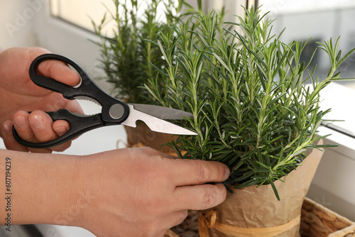 Man cutting aromatic green rosemary sprig at windowsill, closeup