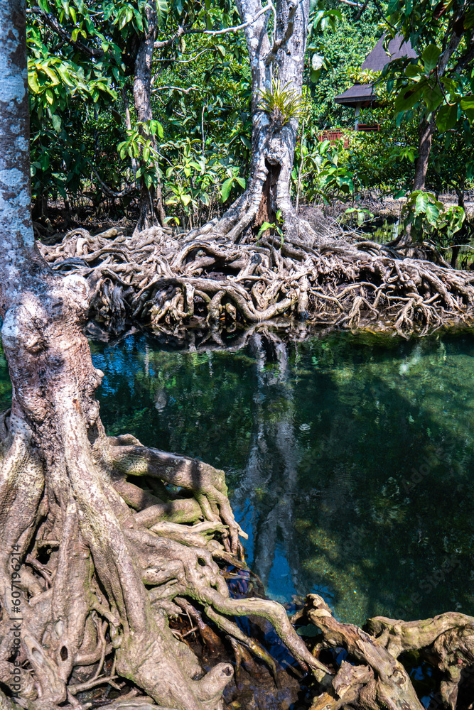 natural and river astonishing verdant forest natural and river astonishing verdant forest