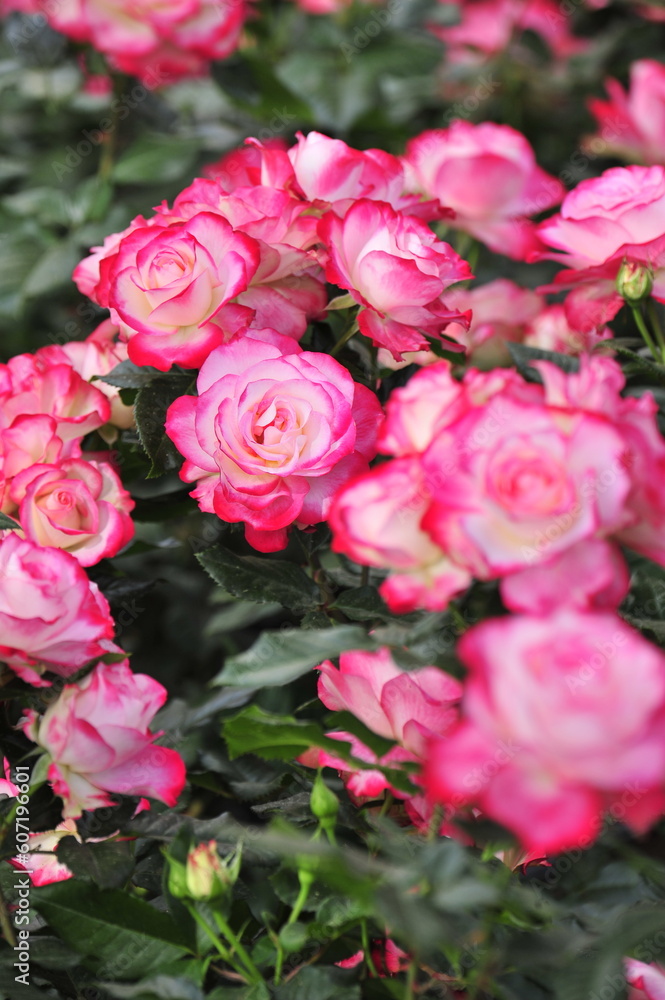 pink roses in a garden