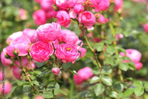 pink roses in a garden © carry1020