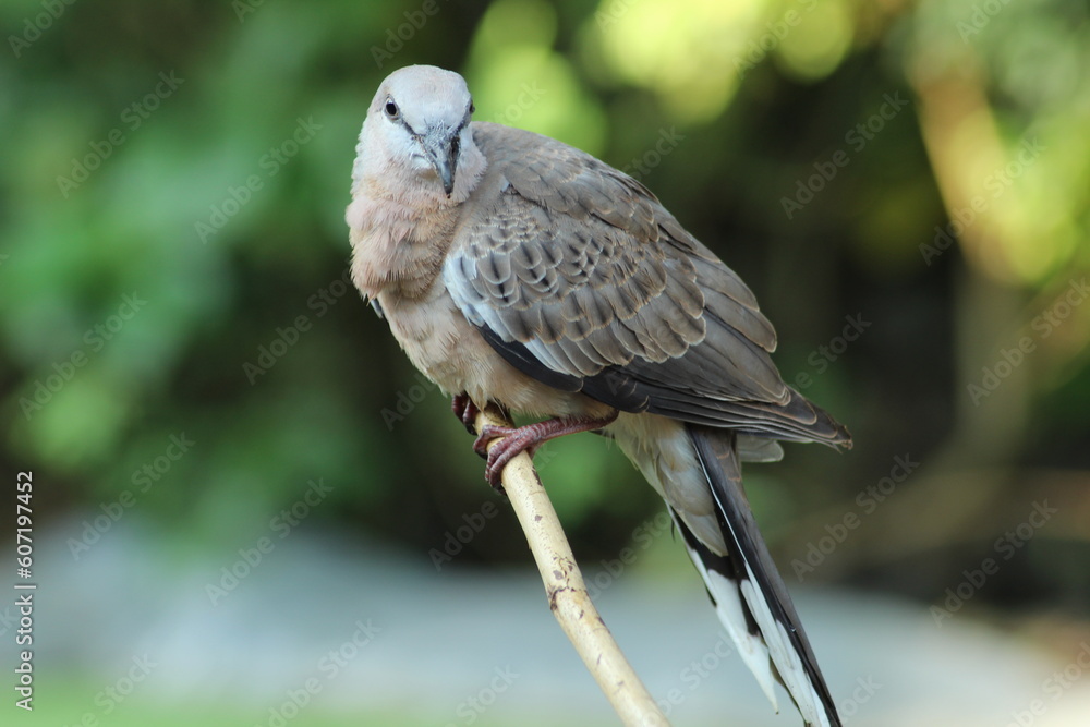 Fototapeta premium side view spotted dove or eastern spotted dove (Spilopelia chinensis)