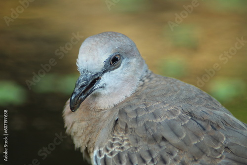 Geopelia striata with bokeh background.in Indonesia it is called burung perkutut