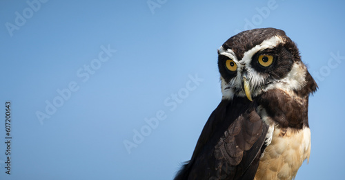 Pulsatrix perspicillata: The Captivating Gaze of the Spectacled Owl.  A Striking Wildlife Portrait against a Blue Background.  Wildlife Photography.  photo