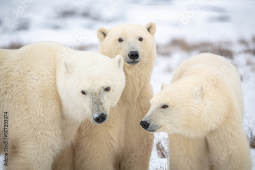 Three, polar bear family (Ursus maritimus) seen in fall winter with blurred white snowy background. Mom, cubs, mother, babies in wild, wildlife area on Hudson Bay, Canada. 