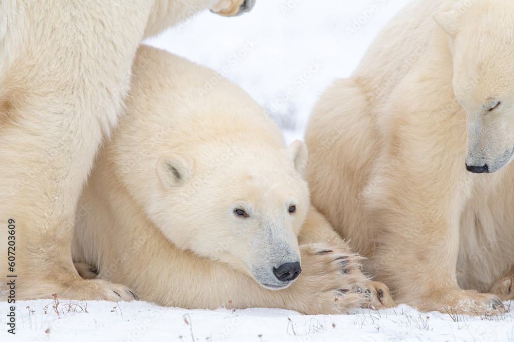 Polar bear family seen in fall on the shores of Hudson Bay, Churchill during autumn with white, snow, snowy background and close up of cub laying down between mother & sibling. Polar bear family seen in fall on the shores of Hudson Bay, Churchill during autumn with white, snow, snowy background and close up of cub laying down between mother & sibling.