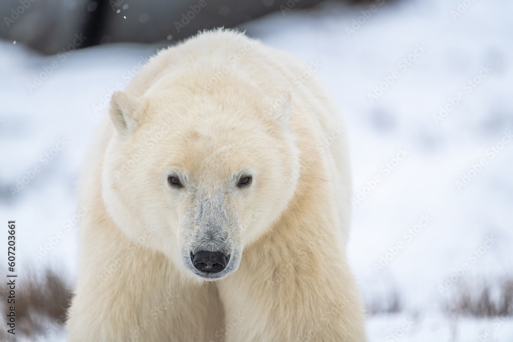 Close up of large male female polar bear seen in Churchill, Canada during winter, fall with snowy blurred white background. Predator, scary, intimidating wildlife mammal in tourist area, Hudson Bay. Close up of large male female polar bear seen in Churchill, Canada during winter, fall with snowy blurred white background. Predator, scary, intimidating wildlife mammal in tourist area, Hudson Bay.