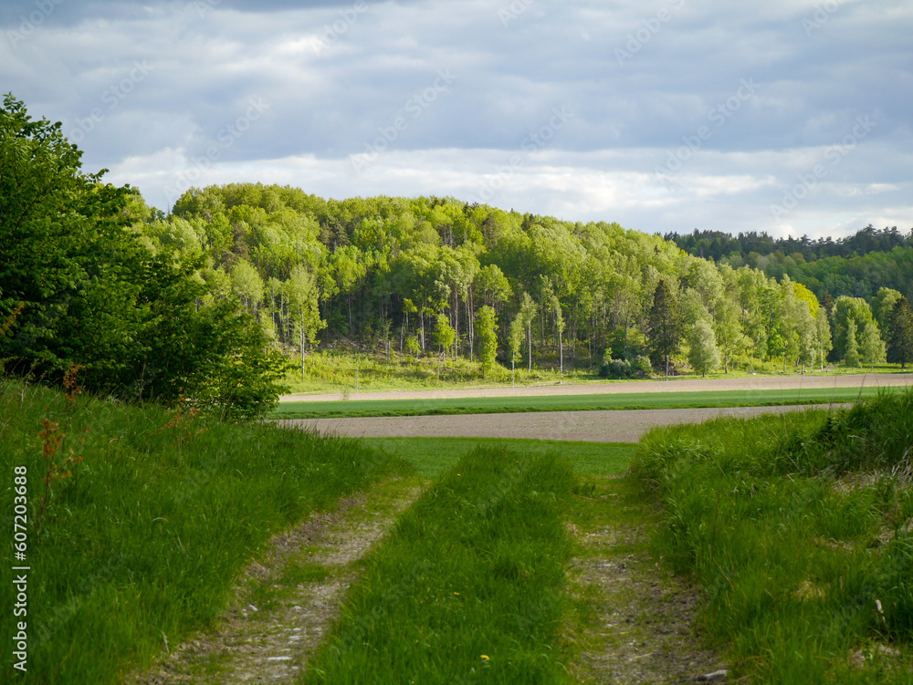 landscape with grass and trees