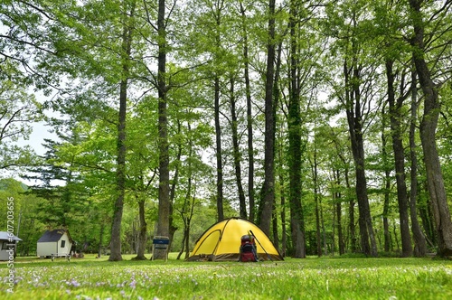 新緑の森のキャンプ