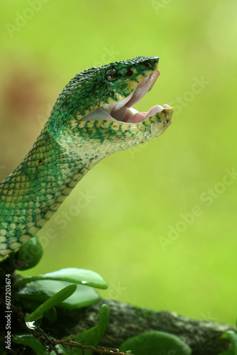 snake  viper  kalimantan  poisonous  native kalimantan viper snake that is poisonous  kalimantan viper snake close up with gaping mouth 