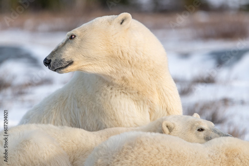Polar bear family seen in fall on the shores of Hudson Bay, Churchill during autumn with white, snow, snowy background close up of cubs laying down, mother on alert looking away.
