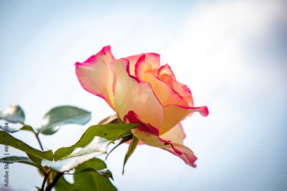 red rose petals red rose petals