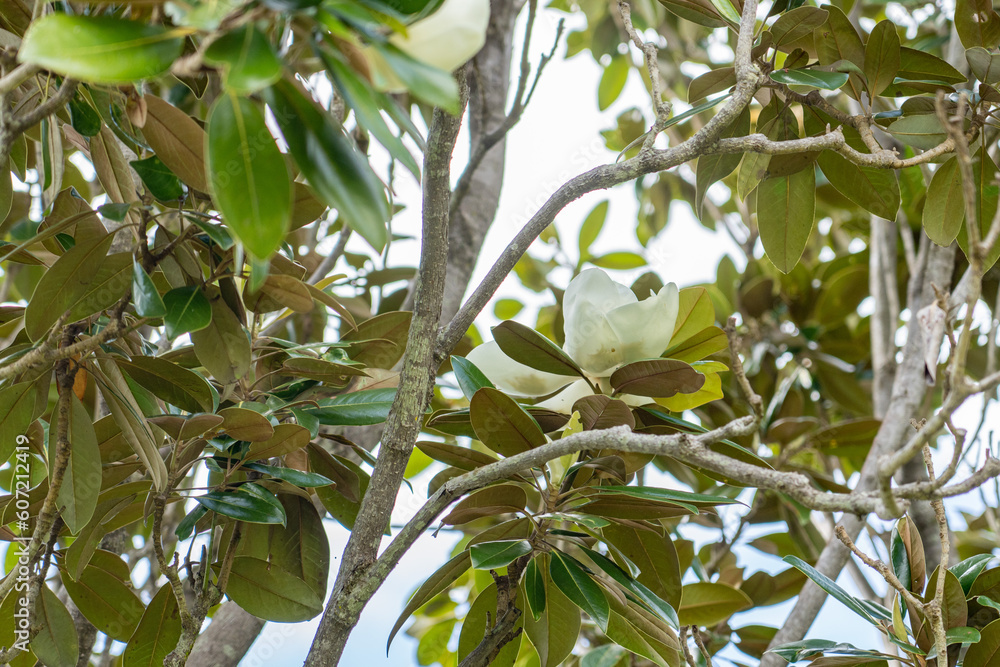 Magnolia grandiflora, commonly known as the southern magnolia or bull