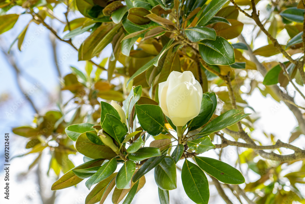 Magnolia grandiflora, commonly known as the southern magnolia or bull