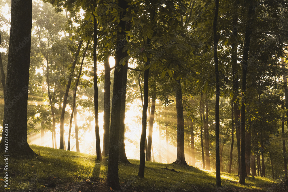 Fototapeta premium morning in the forest