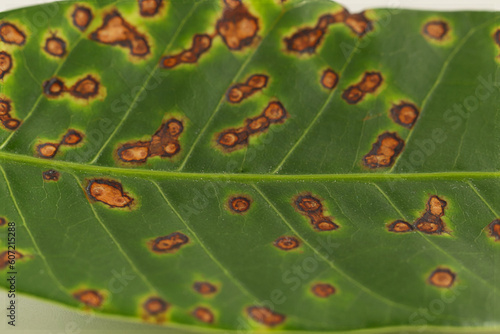 Anthracnose disease on mango leaf caused by Colletotrichum gloeosporioides on white background photo