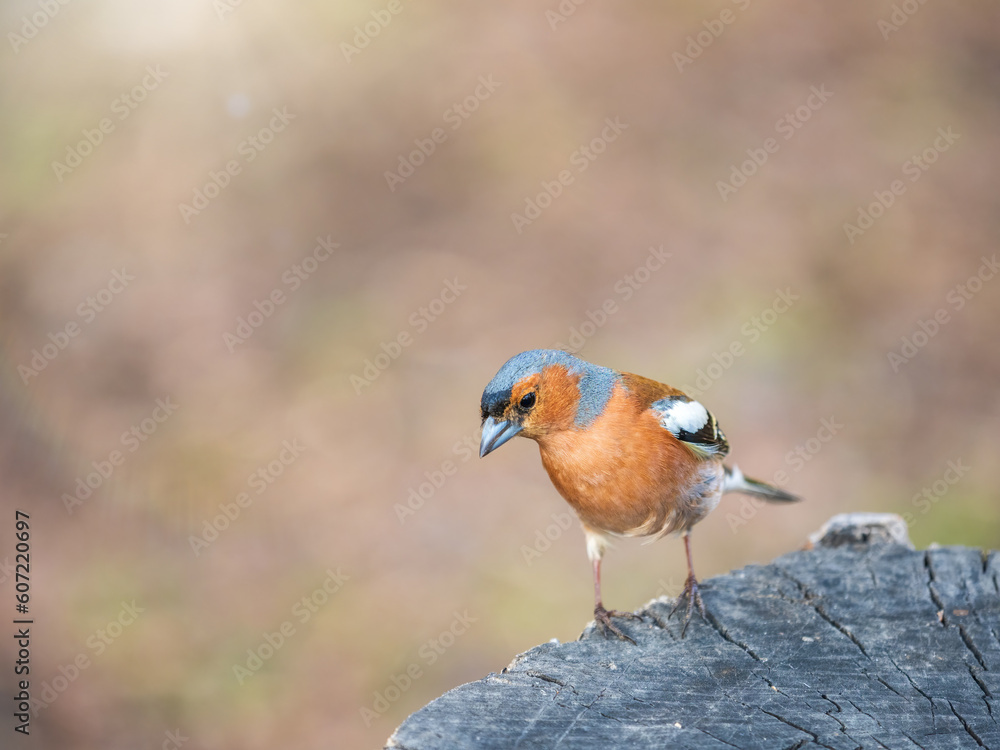 Common chaffinch, Fringilla coelebs, sits on a tree. Common chaffinch in wildlife. Common chaffinch, Fringilla coelebs, sits on a tree. Common chaffinch in wildlife.