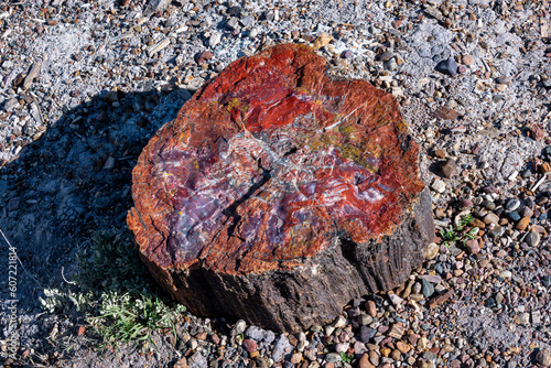 Petrified trees in Petrified Forest National Park