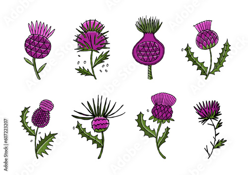 Milk Thistle flowers collection. Silymarin. Vector botanical illustration iso...