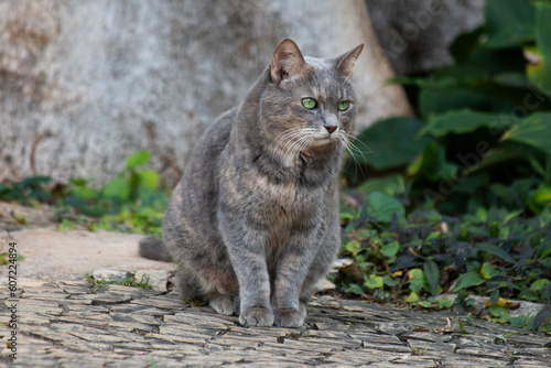 Gato cinza - grey cat © MarceloAlves