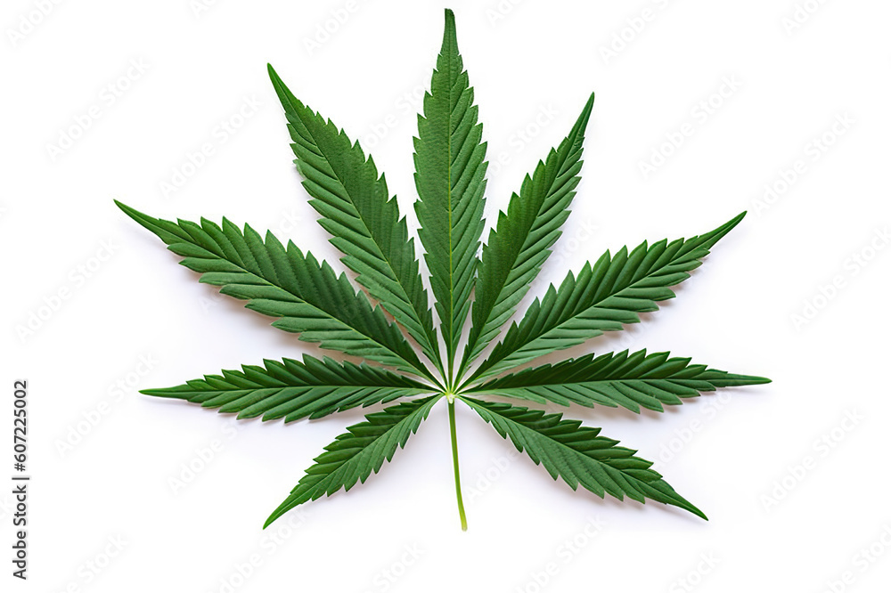 Green Cannabis Leaves Isolated on a White Background. created with Generative AI Green Cannabis Leaves Isolated on a White Background. created with Generative AI