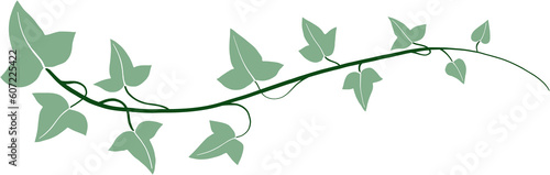 ivy vine illustration