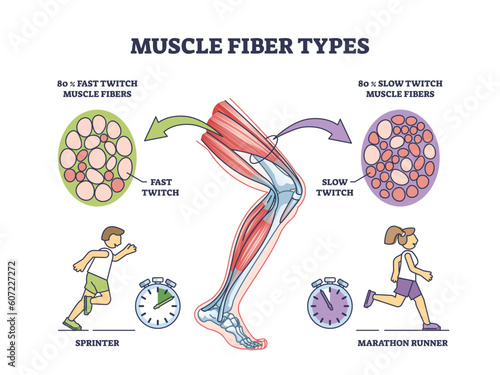 Muscle fiber types with fast and slow twitch fibers anatomy outline diagram. Labeled educational medical scheme with muscular cross section for sprinter and marathon runners vector illustration.