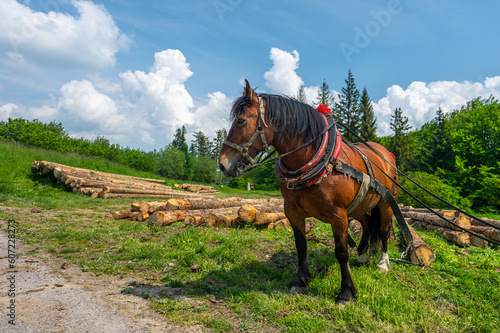 A horse working in the forest. Using a horse for pulling logs in forestry. Carpathian Mountains, Slovakia.