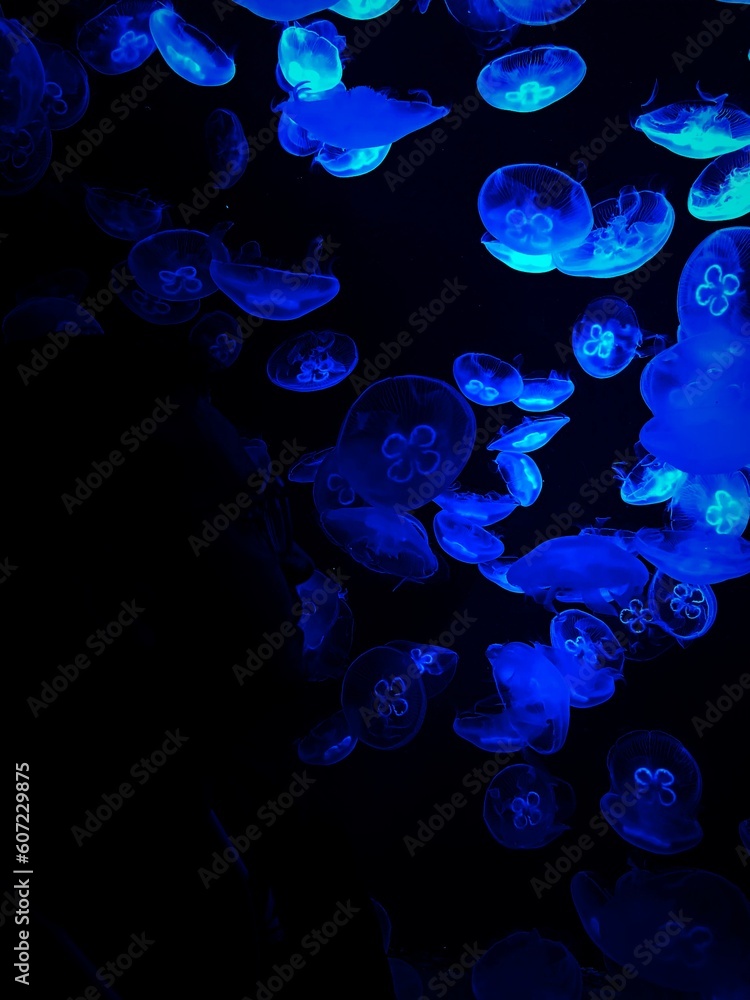 Obraz premium Blue jellyfish