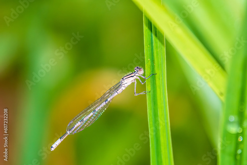 Small dragonfly Enallagma cyathigerum, the common blue damselfly, female. on a blade of grass