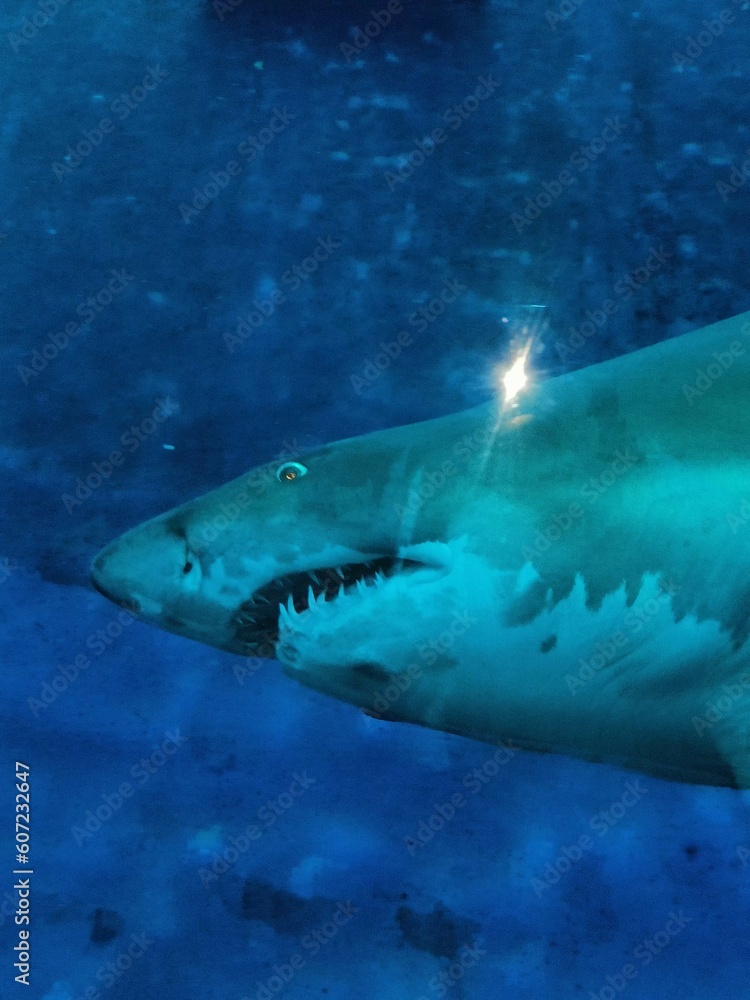 Fototapeta premium great shark