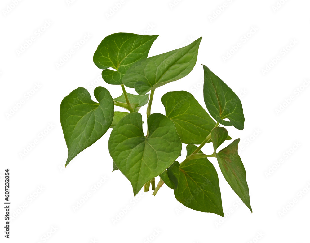 Fototapeta premium Plu Kaow leaf (Houttuynia cordata Thunb.) isolated on white background.