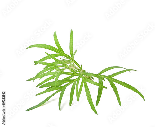 Artemisia vulgaris L  Sweet wormwood  artemisia annua branch green leaves isolated on white background