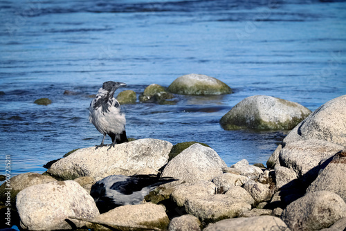 Two crows with black tails sitting on dry rocks near the blue river water on sunny day