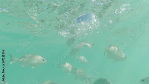 Slow Motion Underwater video in the Caribbean sea. Swimming together with the fish very close to them.