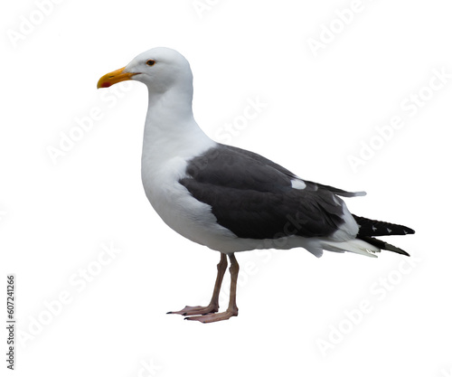 An isolated seagull standing profile, looking to the left on a blank background