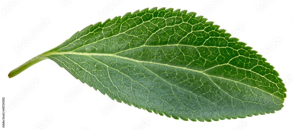 Fototapeta premium Plum leaves isolated