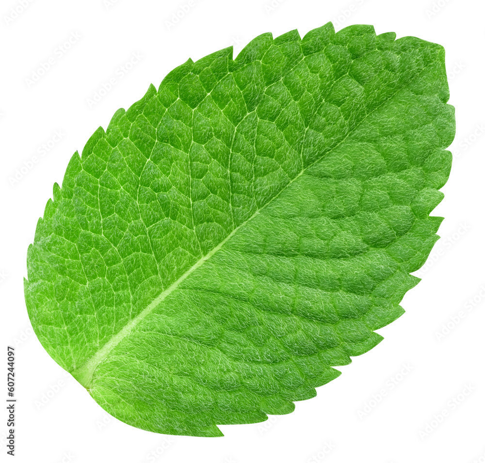 Obraz premium Mint leaves isolated