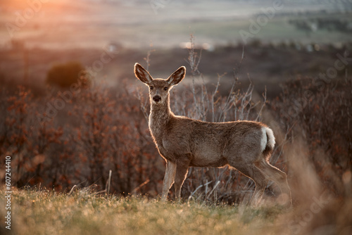 Plakat deer in the field