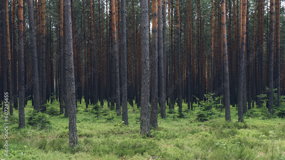 Obraz premium Dense pine forest. Blueberry bushes.