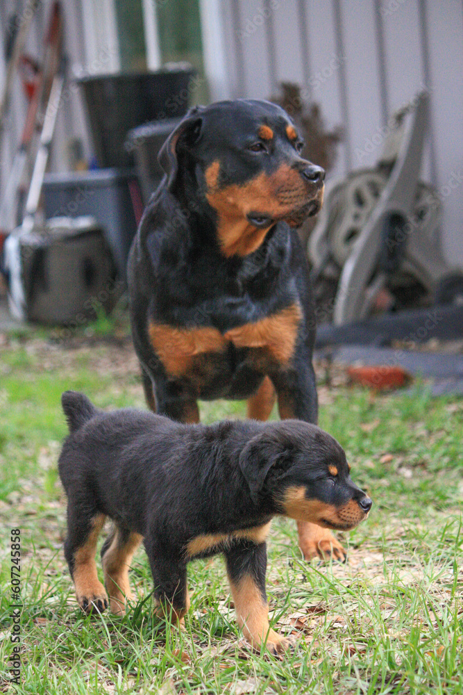 11 week old male rottweiler playing with 2 year old female rottweiler 11 week old male rottweiler playing with 2 year old female rottweiler