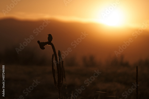 silhouette of a bird in a field