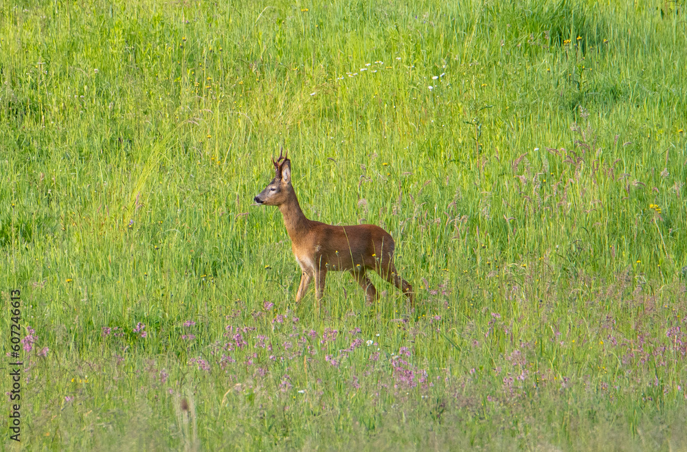 A male roe deer watching curiously from a field of grass A male roe deer watching curiously from a field of grass
