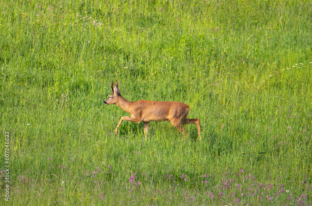 Fototapeta premium A deer walking through the grass
