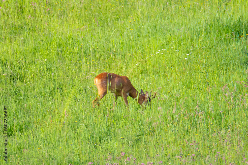 A roebuck grazing in the field A roebuck grazing in the field